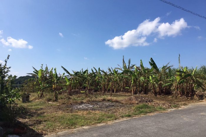 沖縄県の島バナナ農家さんの畑を見学させていただきました。