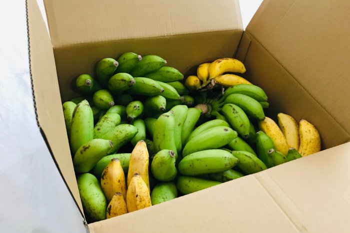 台風で倒れなかった島バナナが到着／収穫3日目の10月20日（火）