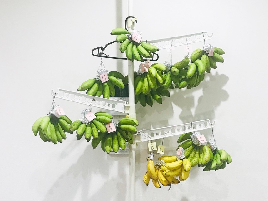 島バナナツリー　島バナナ追熟ツリー