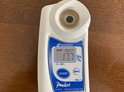 島バナナとの比較のために計ったフィリピン産キャベンディッシュの糖度