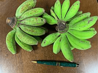 沖縄県宮古島産の島バナナ