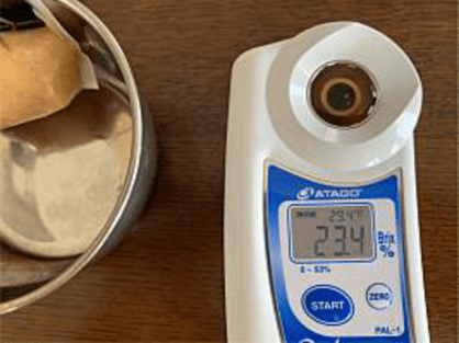 島バナナと比較するためキャベンディッシュの糖度を計測