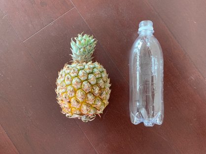 島バナナ研究の一環_沖縄県産マンゴーパインを食べてみる