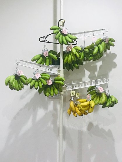 島バナナ追熟ツリー、10/22の様子