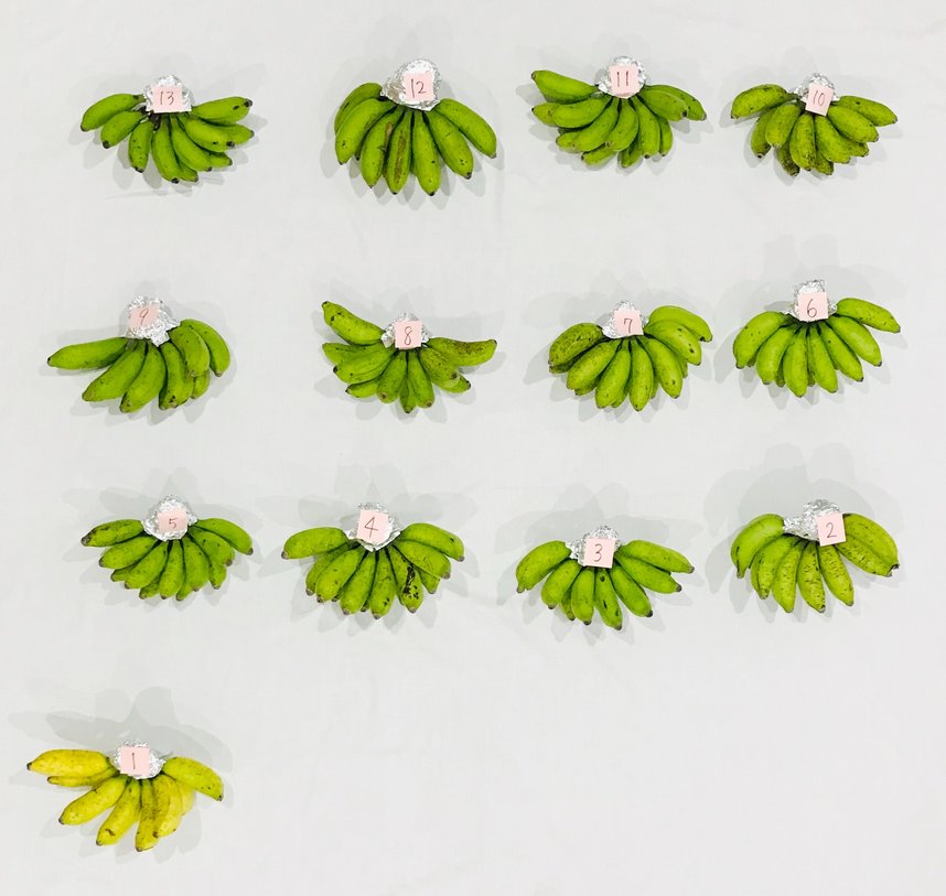 島バナナ1から13