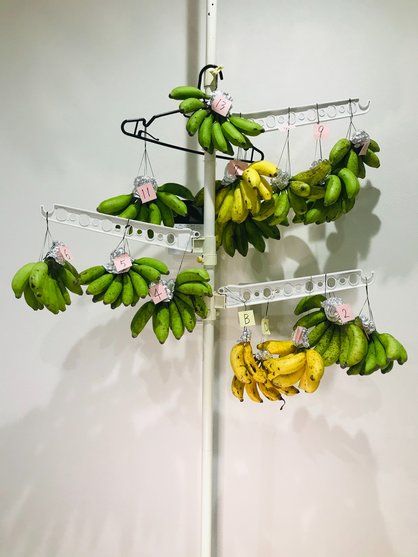 島バナナ追熟ツリー10月23日の様子