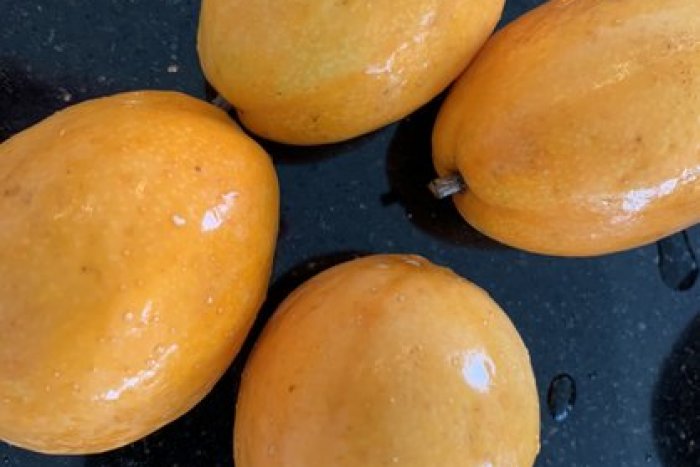 糖度を計測. 13／沖縄県産熱帯果樹　ミズレモン17.9・パッションフルーツ15.7