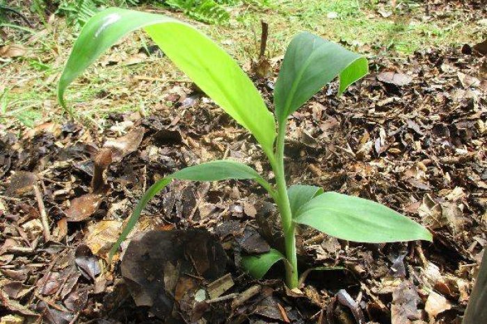 島バナナの株B（2021/06/26）苗の定植