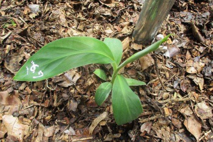 島バナナの株A（2021/06/26）苗の定植