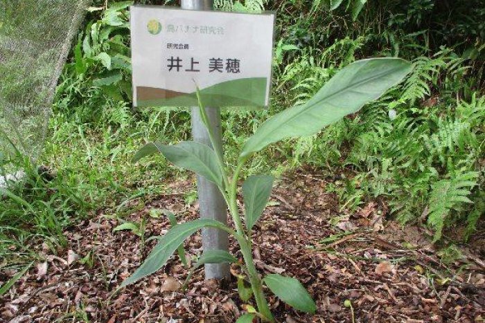 島バナナの株B（2021/07/25）苗の定植後、台風6号を経ての生育状況