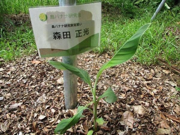島バナナの株Aの生育状況（2021/07/11）「葉の数3枚増える」