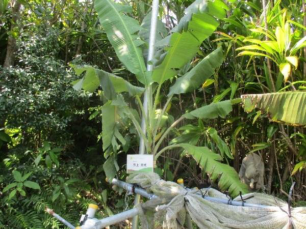島バナナの株B（2022/02/27）の生育状況「草から木に変わってきた」
