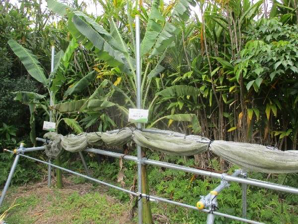 島バナナの株Aの生育記録（2022/03/13）「肥料・敷草を施用」