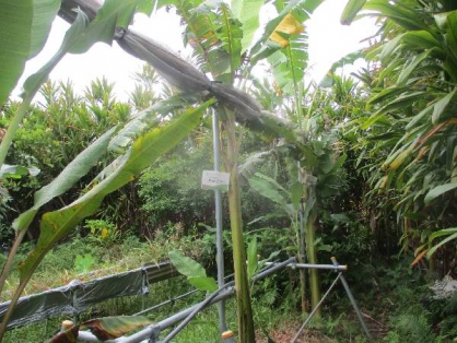 2022/7/9 島バナナの苗(森田株)