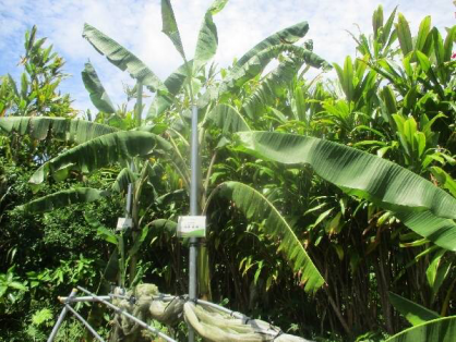 2022/6/19　島バナナの苗(森田株)