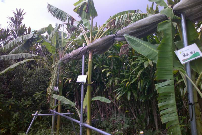 島バナナ株Aの生育記録（2022/9/25）「台風対策用防風ネットを解除」