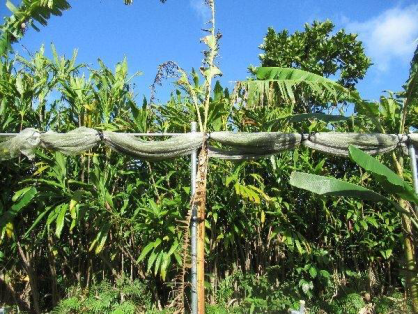 島バナナ1期株A2023.2