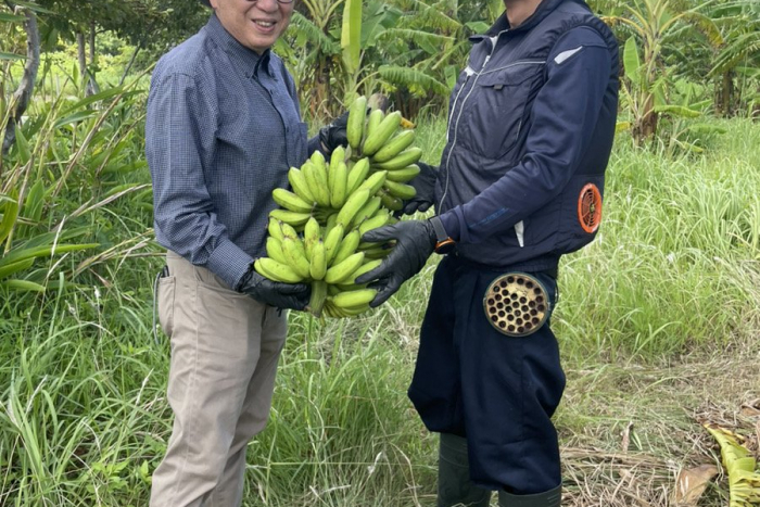 寛尚ファームさんで島バナナの収穫体験をしました　2023/6/24