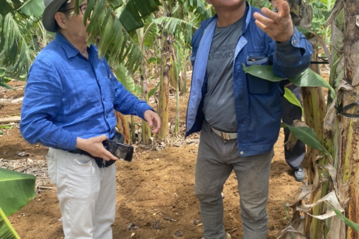 沖縄県宮古島市でバナナ畑を管理している上地 広男さんを訪ねました　2023/6/27