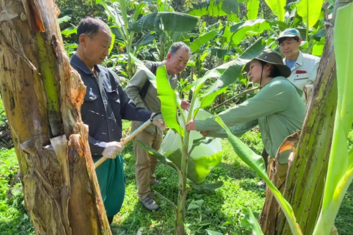 酒井 規雄さんが管理している沖縄県名護市のバナナ畑で島バナナの葉を採取させていただきました。 2024/2/29