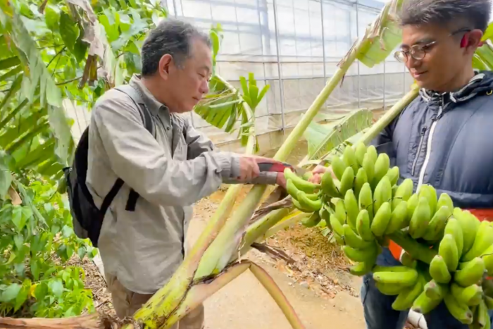 沖縄県立農業大学校で千葉大学 文学部教授 小谷真吾さんに遺伝子証拠標本として島バナナの葉を採取していただきました。 2024/2/28