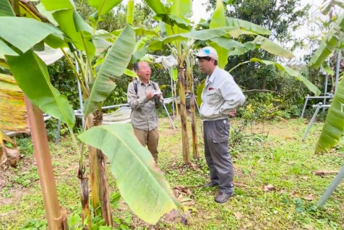島バナナ栽培技術確立プロジェクトの畑で千葉大学 文学部教授 小谷真吾さんに遺伝子証拠標本として島バナナの葉を採取していただきました。 2024/2/29