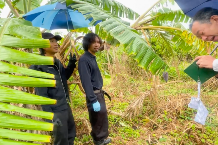 遺伝子証拠標本として寛尚ファームの島バナナの葉を採取させていただきました。2024/3/01