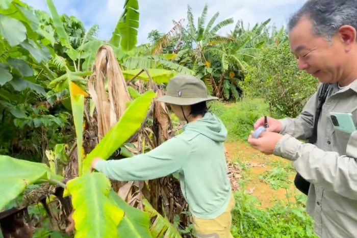 島バナナ栽培技術確立プロジェクトに参画していただいてる瀬戸田 亜祐美さんの島バナナ畑で葉の採取をしました。2024/2/29