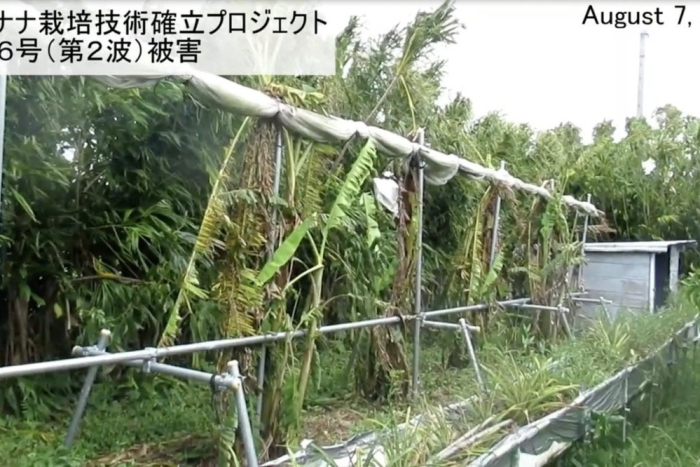TOKYO MX 東京マーケットワイド STOCKVOICE出演／マーケットと台風の関係をテーマとした話の中で島バナナ壊滅を例に話します