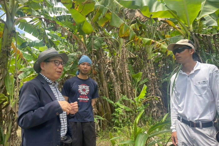 寛尚ファームさんが管理・栽培されている島バナナ畑を見学させていただきました。 2024/06/25