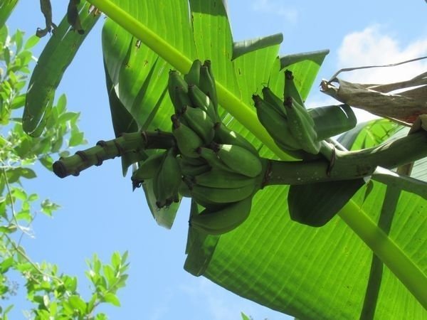 2023年4月、第2期4株が出蕾、結実