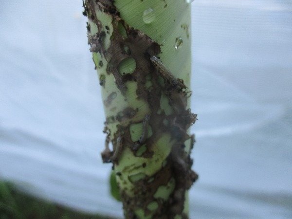 2022年7月、ハスモンヨトウの幼虫（イモムシ）の食害を受けた新葉