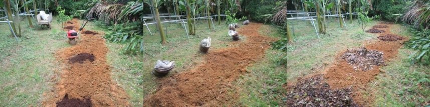 2023年5月7日のバナナ苗新規定植準備