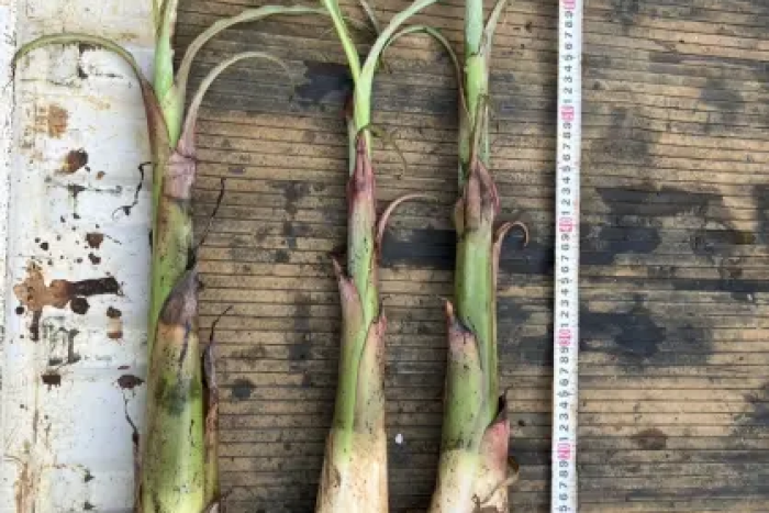 苗の提供販売を開始しました