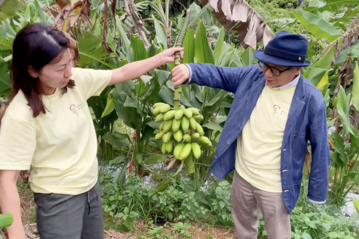 「森田さんの島バナナ農園」屋我地農場で小さな島バナナを収穫　2025/11/10