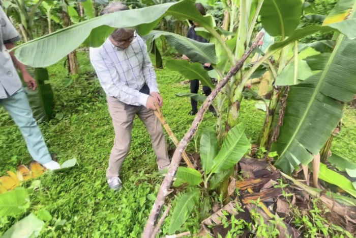 沖縄県国頭郡でバナナ畑を管理している酒井 規雄さんを訪ね、島バナナの苗を収穫させていただきました。 2024/04/02