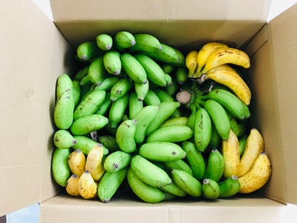 「台風でも倒れなかった島バナナ」の箱詰め