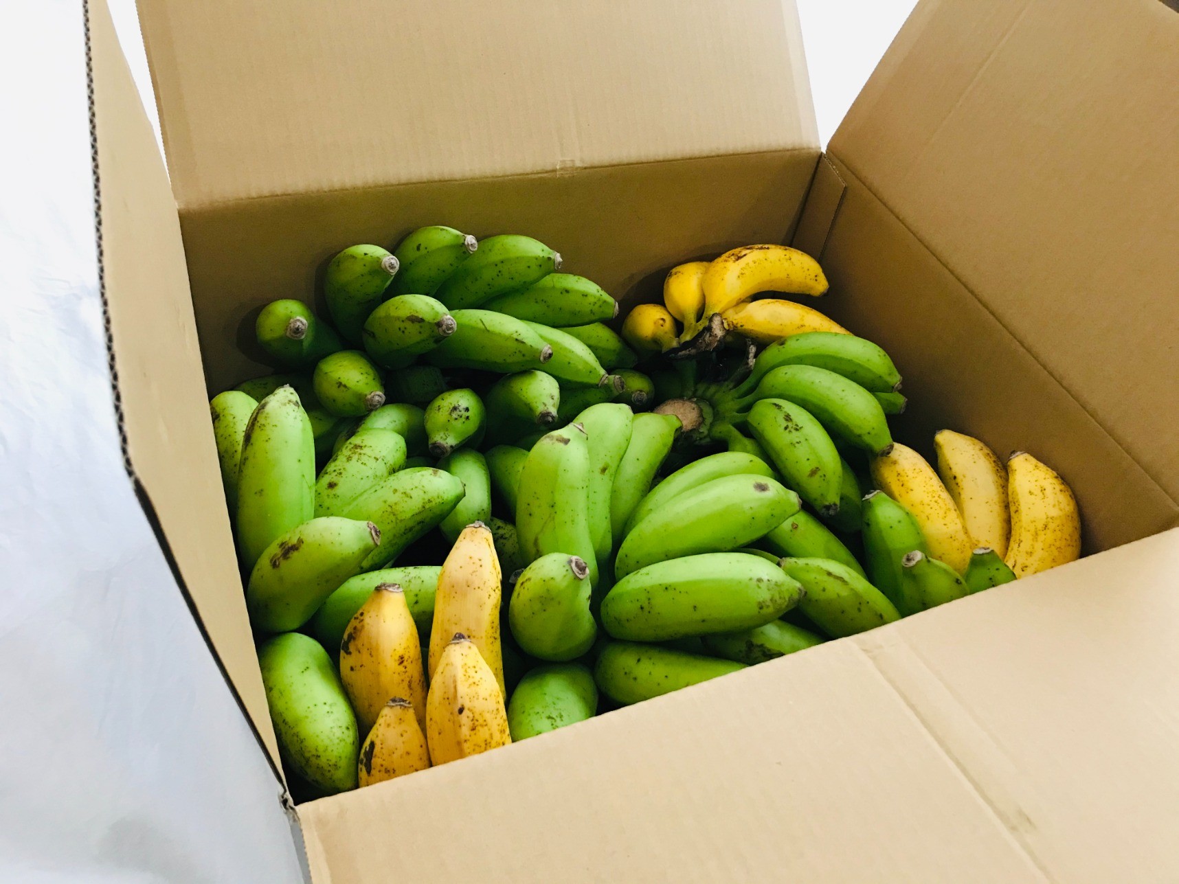 台風で倒れなかった島バナナが到着／収穫3日目の10月20日（火） | 島