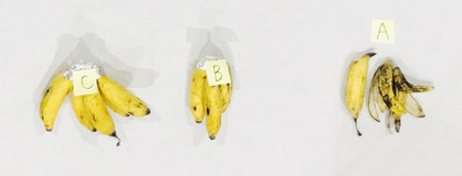 すでに黄色くなった島バナナ