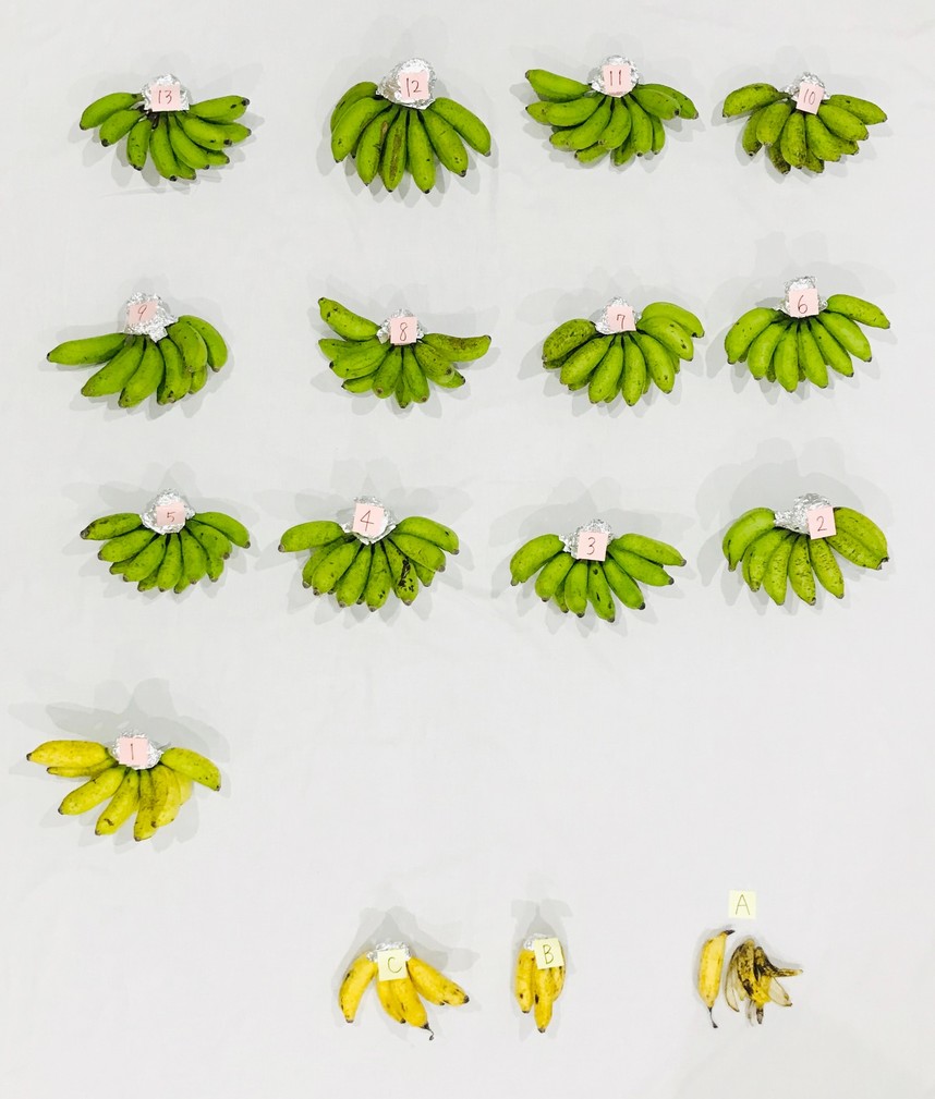 島バナナを俯瞰