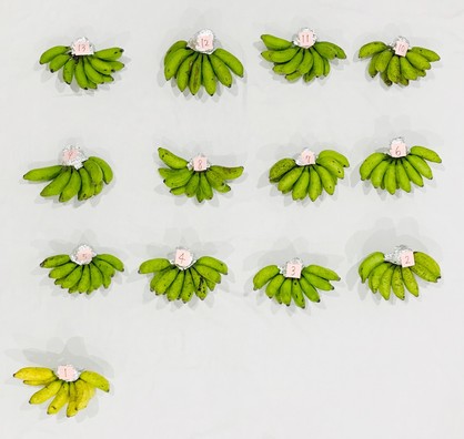 ほとんどまだ緑の島バナナ