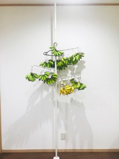 島バナナツリー　追熟ツリー0