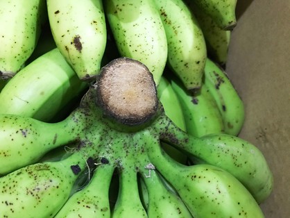 島バナナの茎の切り口