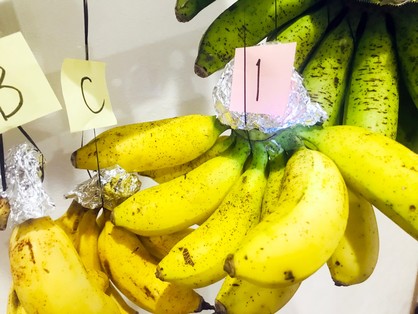 頭が緑で先が黄色の島バナナ