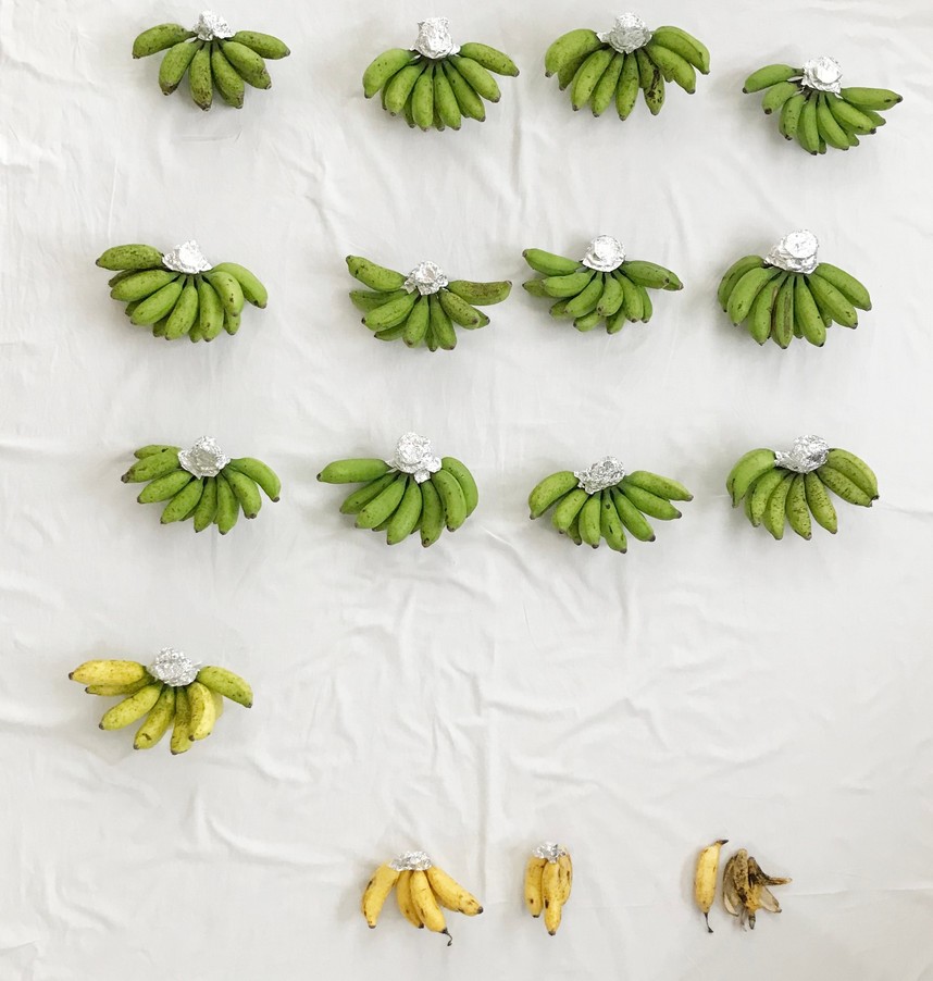 島バナナの茎の切り口にアルミホイルを巻いた状態