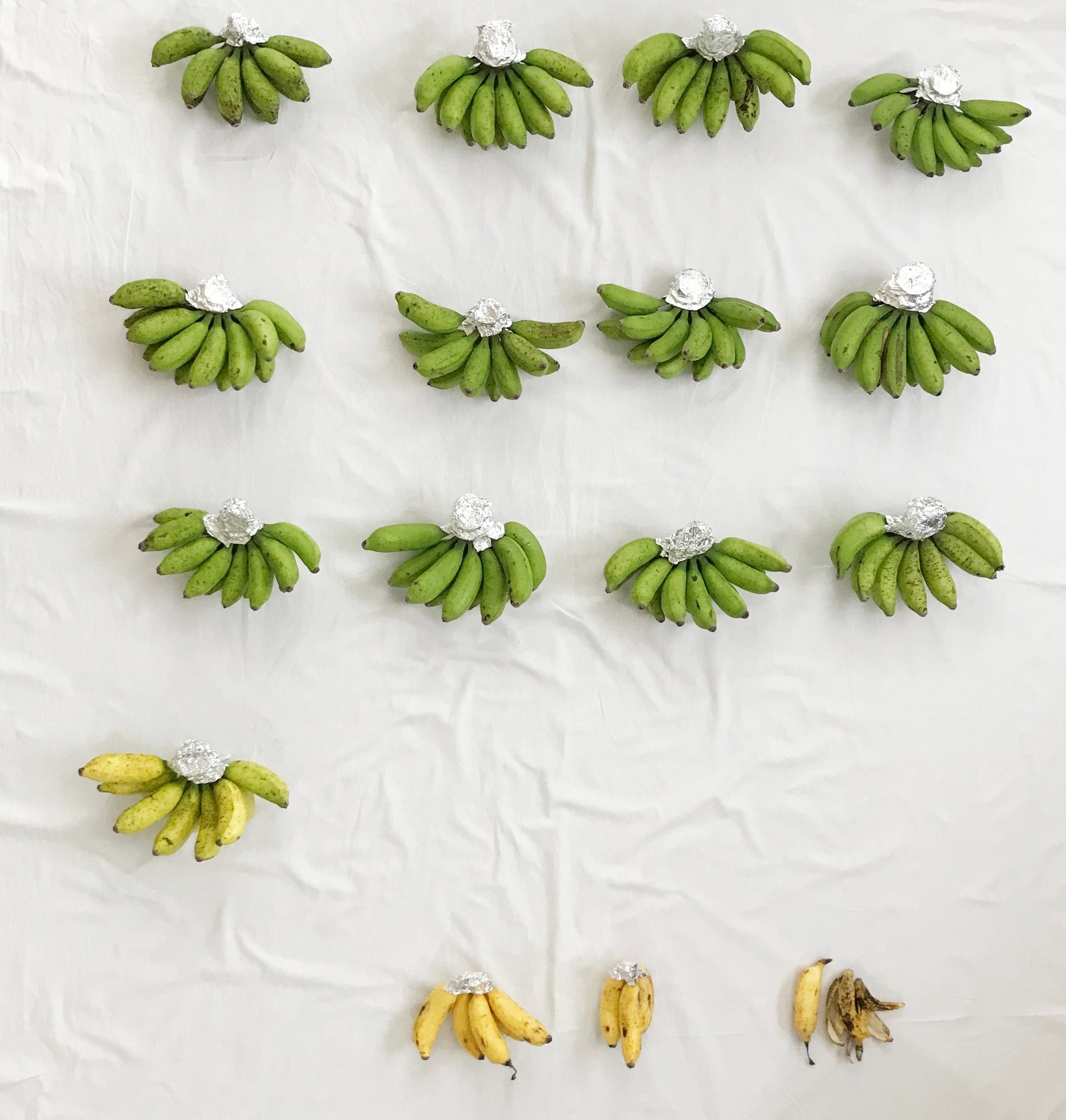 島バナナの追熟ツリーを作りました／収穫5日目の10月22日（木） | 島