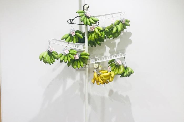 島バナナの追熟ツリーを作りました／収穫5日目の10月22日（木）