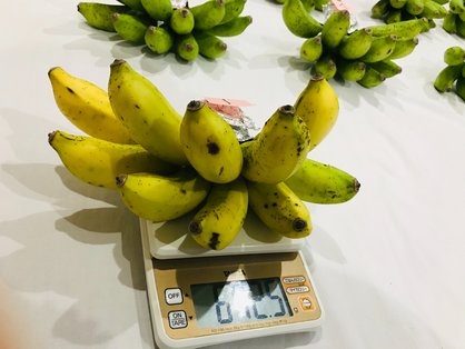 島バナナが熟す前にスケールで房の重さを計る