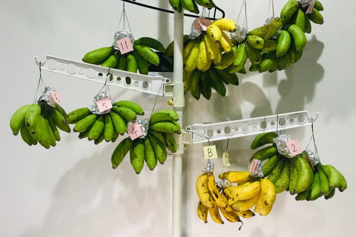 島バナナ追熟ツリー10月23日の様子