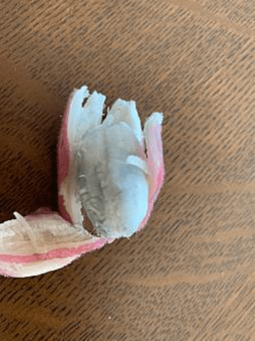 島バナナとは違う、アケビバナナの実